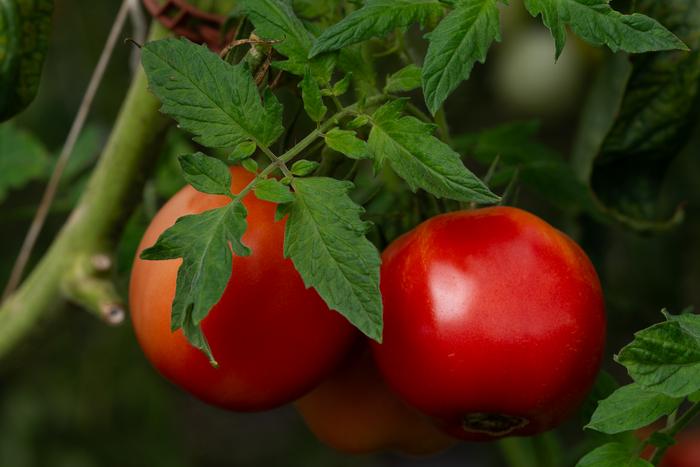 Indiana tomato production