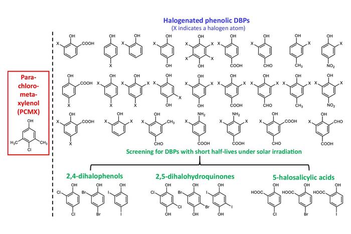 Schematic illustration of screening halogenated phenolic DBPs for potential disinfectants