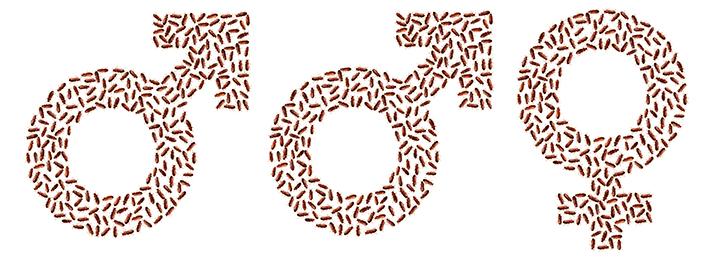 Flour Beetles (1 of 2)