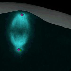 Starfish Egg Cell Eliminating Centrioles (2 of 3)