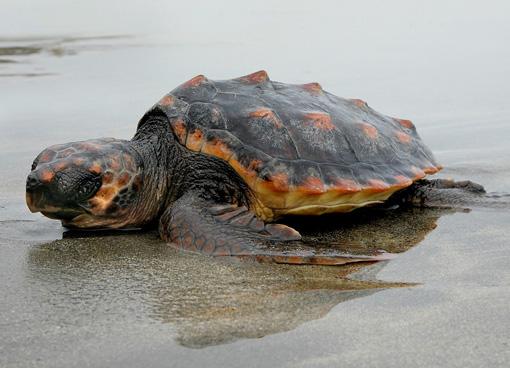 Loggerhead turtle