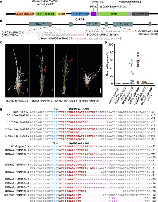 Genome editing in plants using the TnpB transposase system