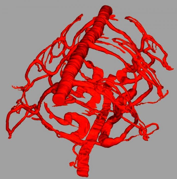 Système circulatoire dans trois segments du ver Platynereis dumerilii