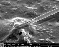 Photonic Nanoprobe Inserted in Cell Medium
