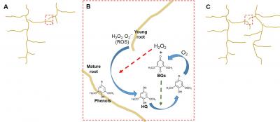 ROS/phenol/BQ Reaction Network in Plants