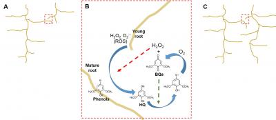 ROS/phenol/BQ Reaction Network in Plants
