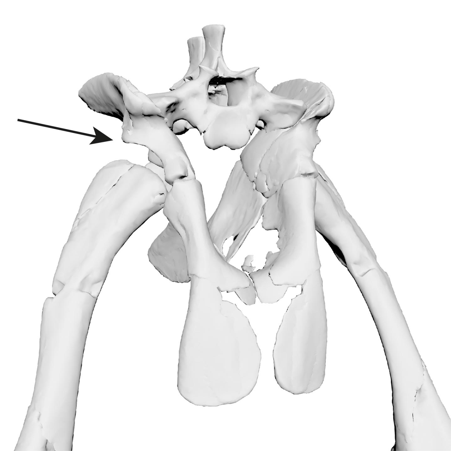 Supra-acetabular rim