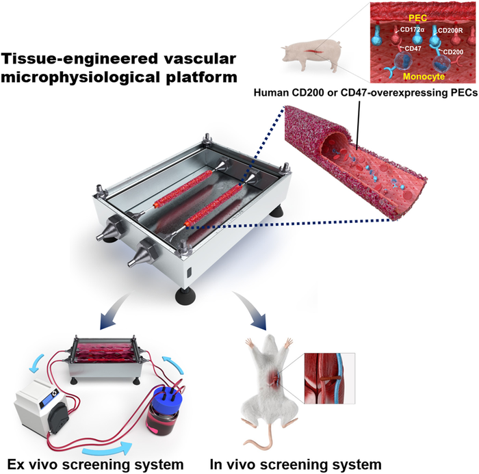 Overall schematic illustration of the study