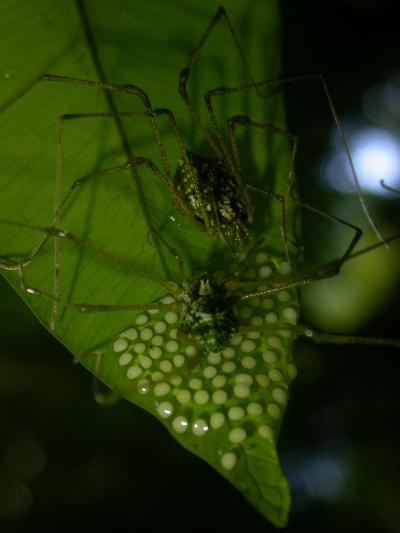 Male and Female Harvestman Spiders Near Eggs