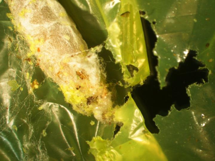 Wax Worm Chewing Plastic