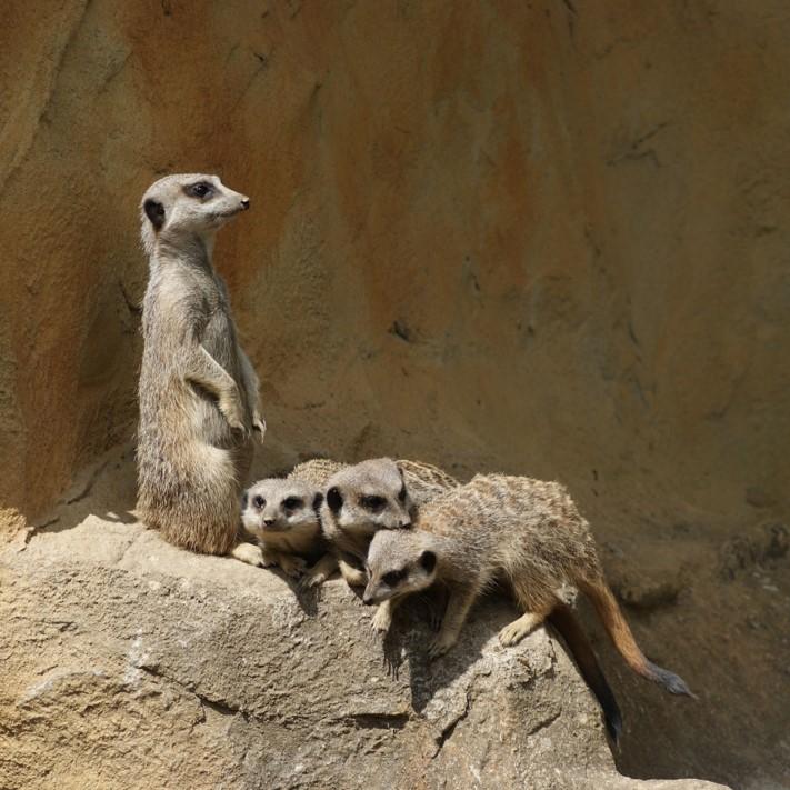 Meerkat Group