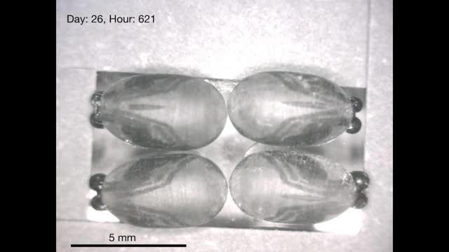 Tsetse Fly Development from Pupa to Adult