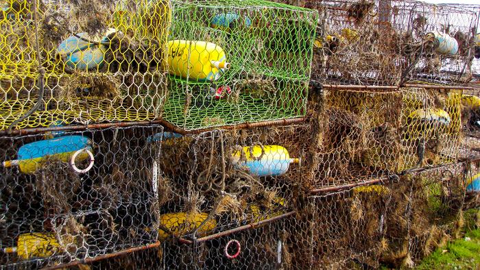 Derelict Blue Crab Traps