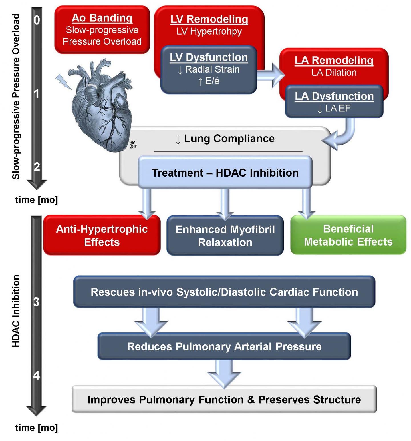 Small Molecule Inhibitor Improves Cat Heart a | EurekAlert!