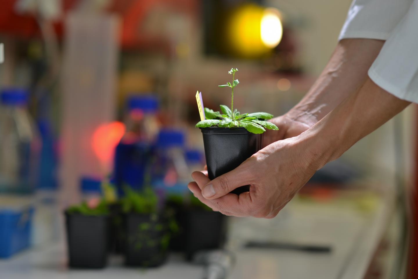 <i>Arabidopsis thaliana</i>