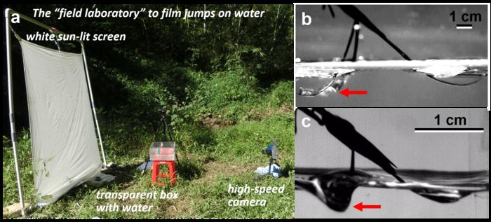 Fig. 2. Jumping on water by the giant water striders, Gigantometra gigas.