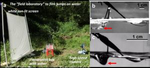 Fig. 2. Jumping on water by the giant water striders, Gigantometra gigas.