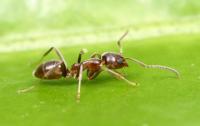 Argentine Ant (<I>Linepithema humile</I>)