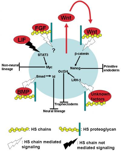Model of Self-Renewal Signaling in Mouse ES Cells