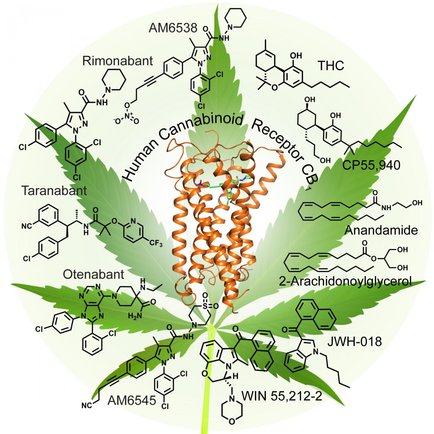 CB1 Receptor (1 of 2)