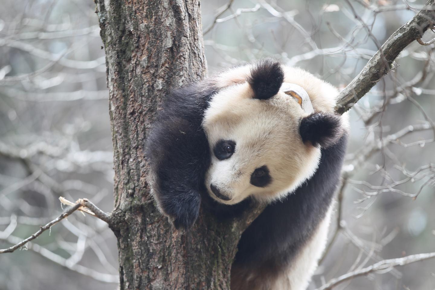 A wild panda in Foping