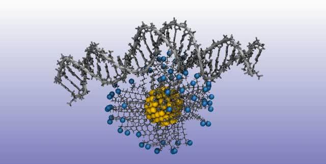 Charged Ligand Functionalized Gold Nanoparticle Binding to Double Stranded DNA