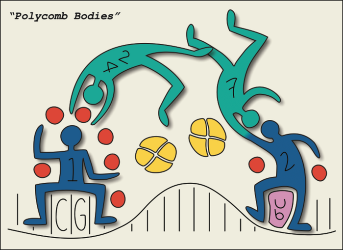 Polycomb bodies