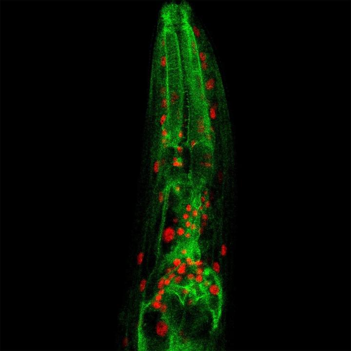 Microscopy Image of C. elegans