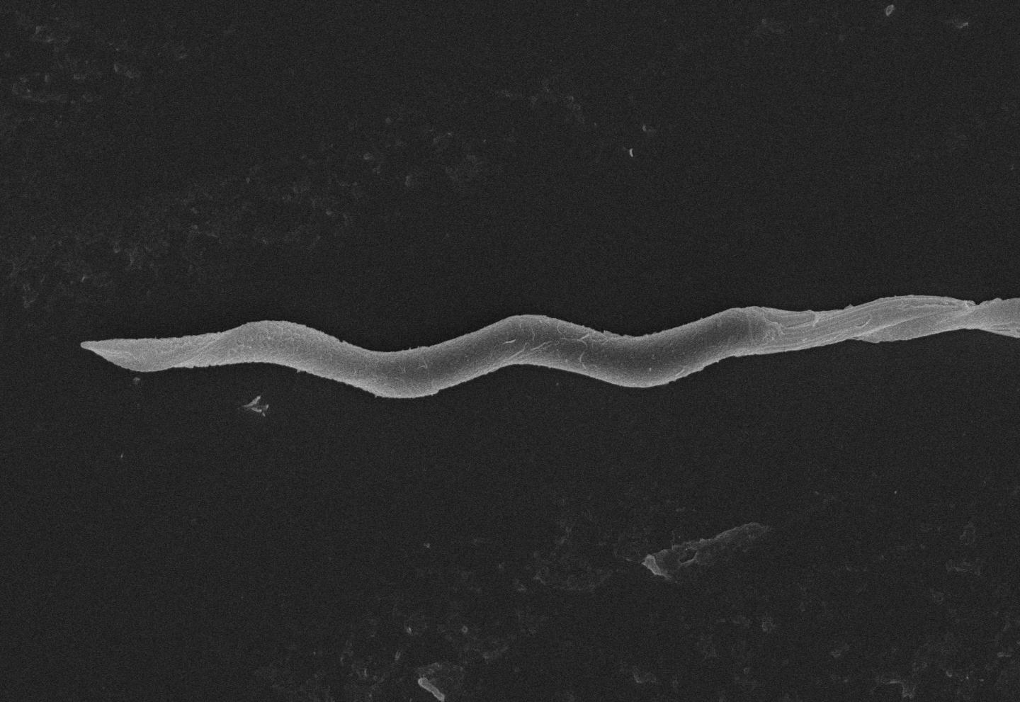 Sperm head of Goldcrest