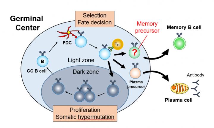 Alveolar macrophages help CD8+ T cells go (anti-)viral