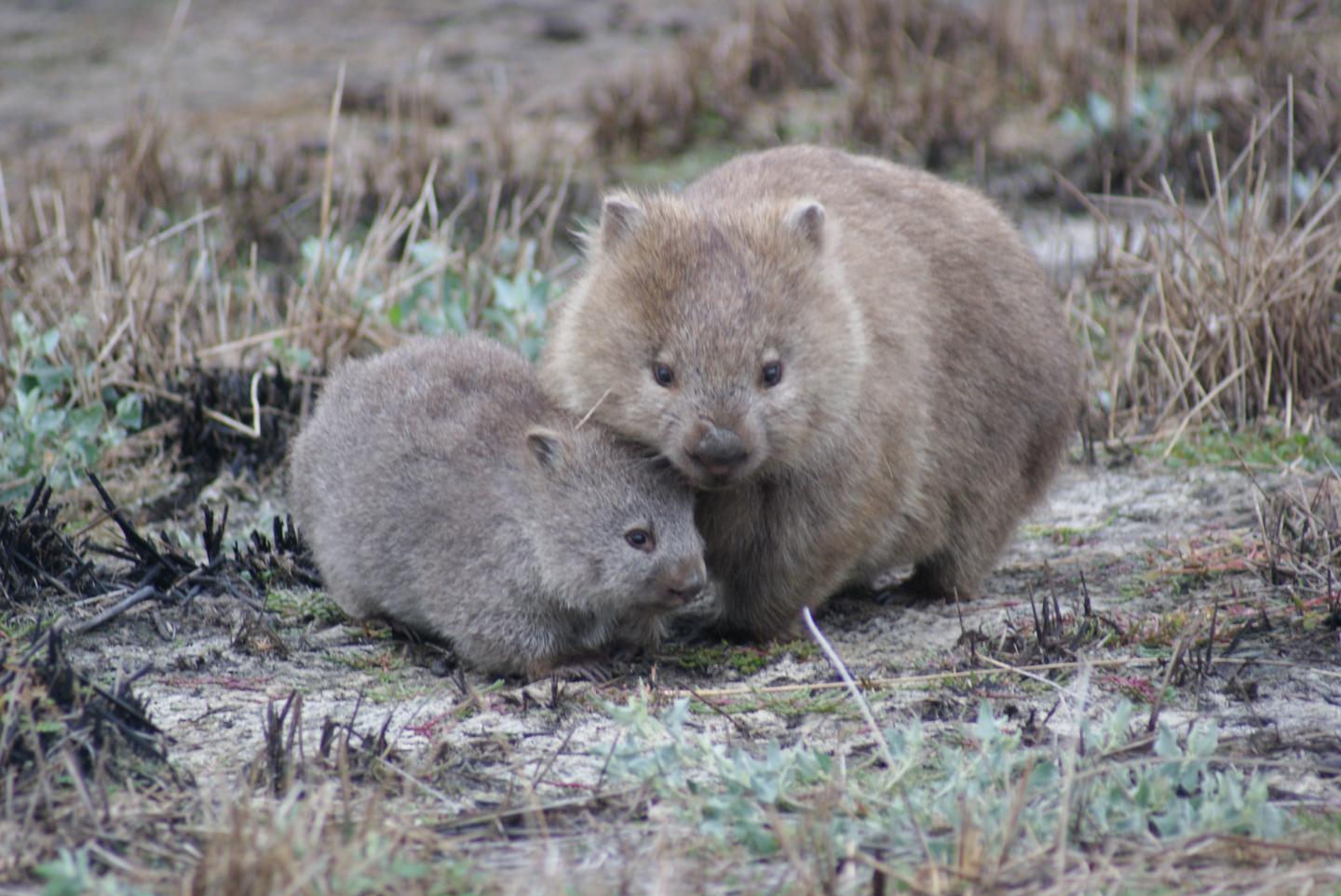 Mange-Affected Wombat