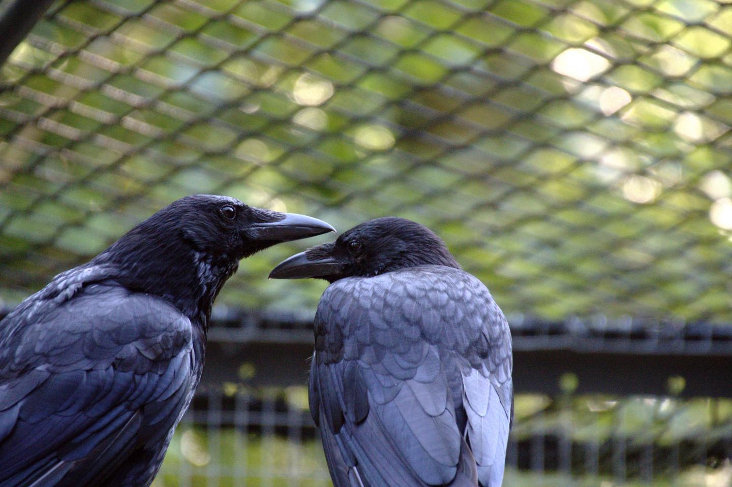 Carrion Crows -- Photo by Dr Claudia Wascher, Anglia Ruskin University