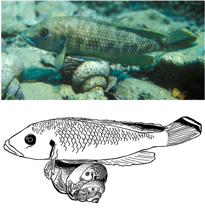 A giant nest owner on top of a shell while releasing sperm to fertilise eggs that are deposited inside. A glance behind closed curtains (sketch) reveals that apart from the female, there is also a dwarf male trying to fertilise the eggs from inside the sh