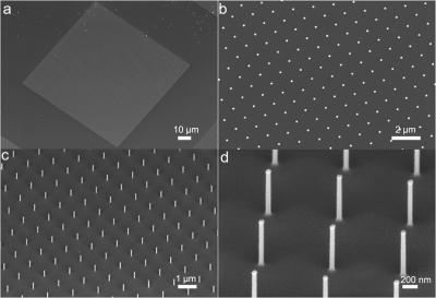 SEM Images of Vertical Silicon Nanowire Array