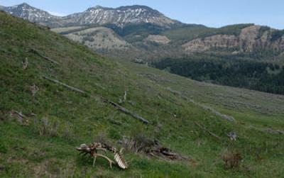 Elk in the Northern Range in Yellowstone National Park