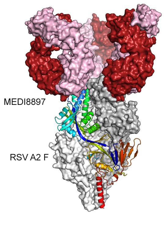 One-Shot Protection Against Respiratory Syncytial Virus