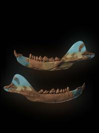 CT Reconstruction Of The Haramiyavia Jaw