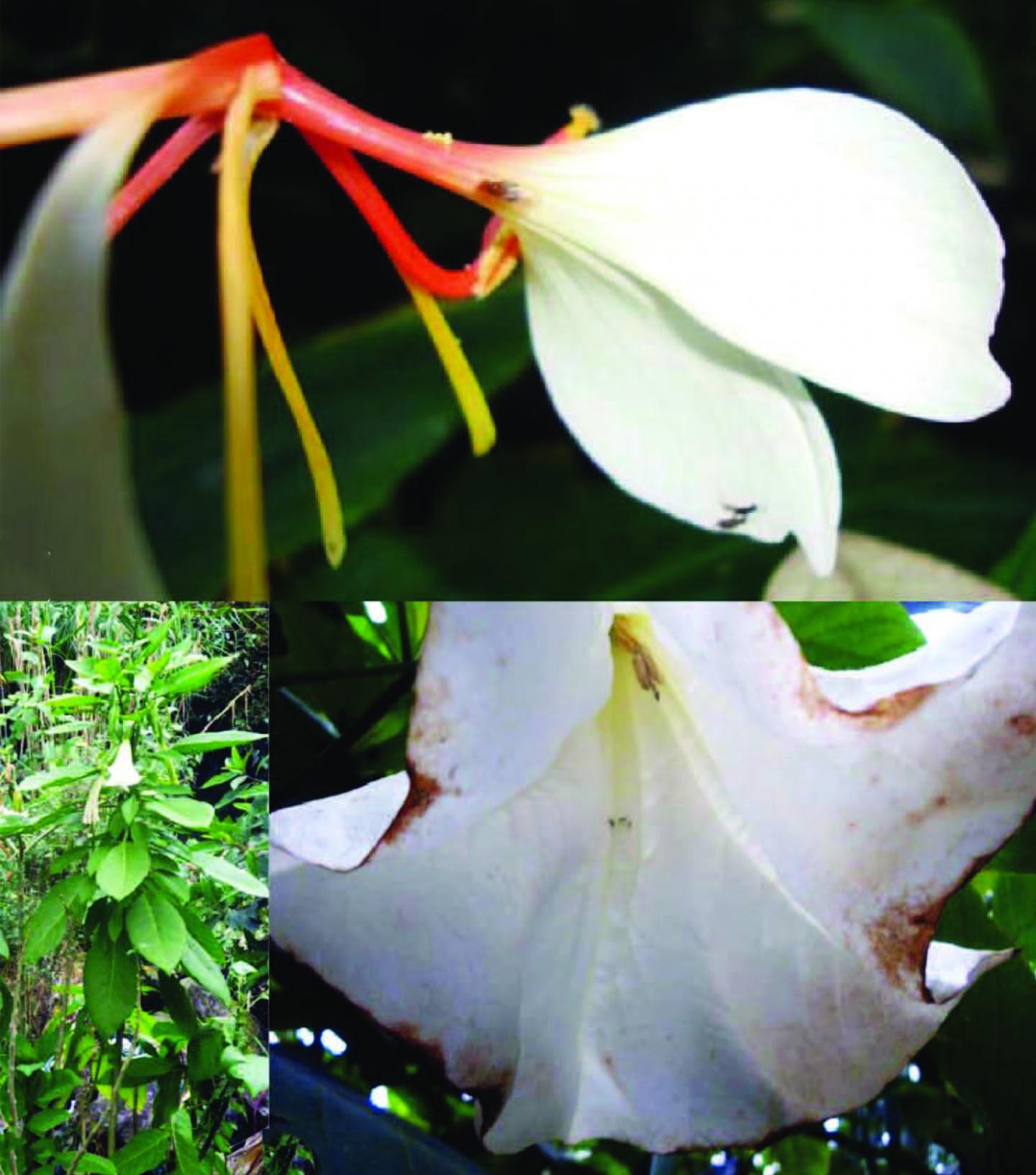 Flowers Visited by <i>Lordiphosa</i> Flies
