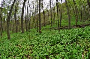 forest farming