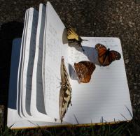 Butterflies on Book