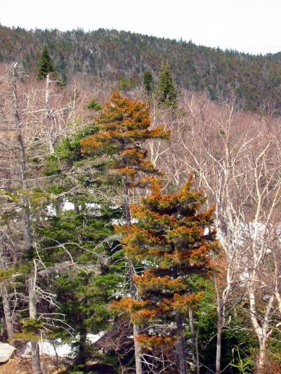 Red Spruce Winter Injury