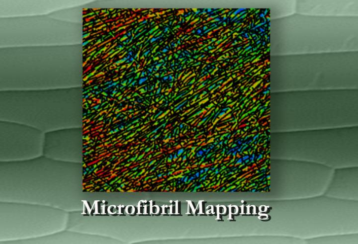 Microfibril Mapping