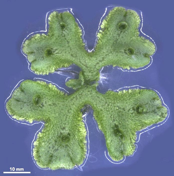 Marchantia polymorpha, the liverwort used as a model organism.