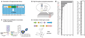 Workflow of single-cell quantification of filamentous fungal promoters to discover cryptic natural products.