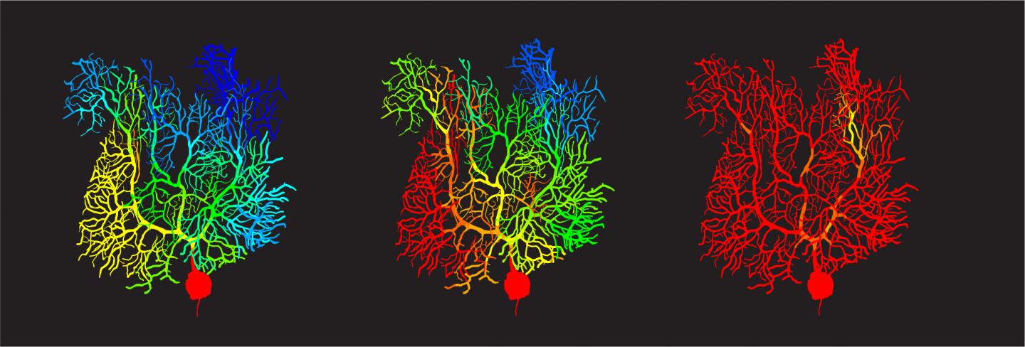 Dendrite Diagram [IMAGE] | EurekAlert! Science News Releases