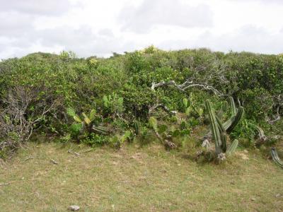 Natural habitat of <i>Chaco costai</i>