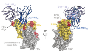 The Cv2.1169 antibody binds to the SARS-CoV-2 spike protein