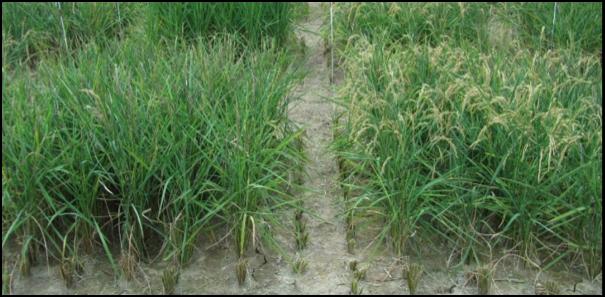 AtGolS2 Improves Rice Grain Yield