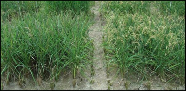 AtGolS2 Improves Rice Grain Yield