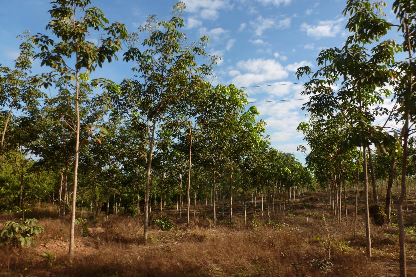Rubber Plantation